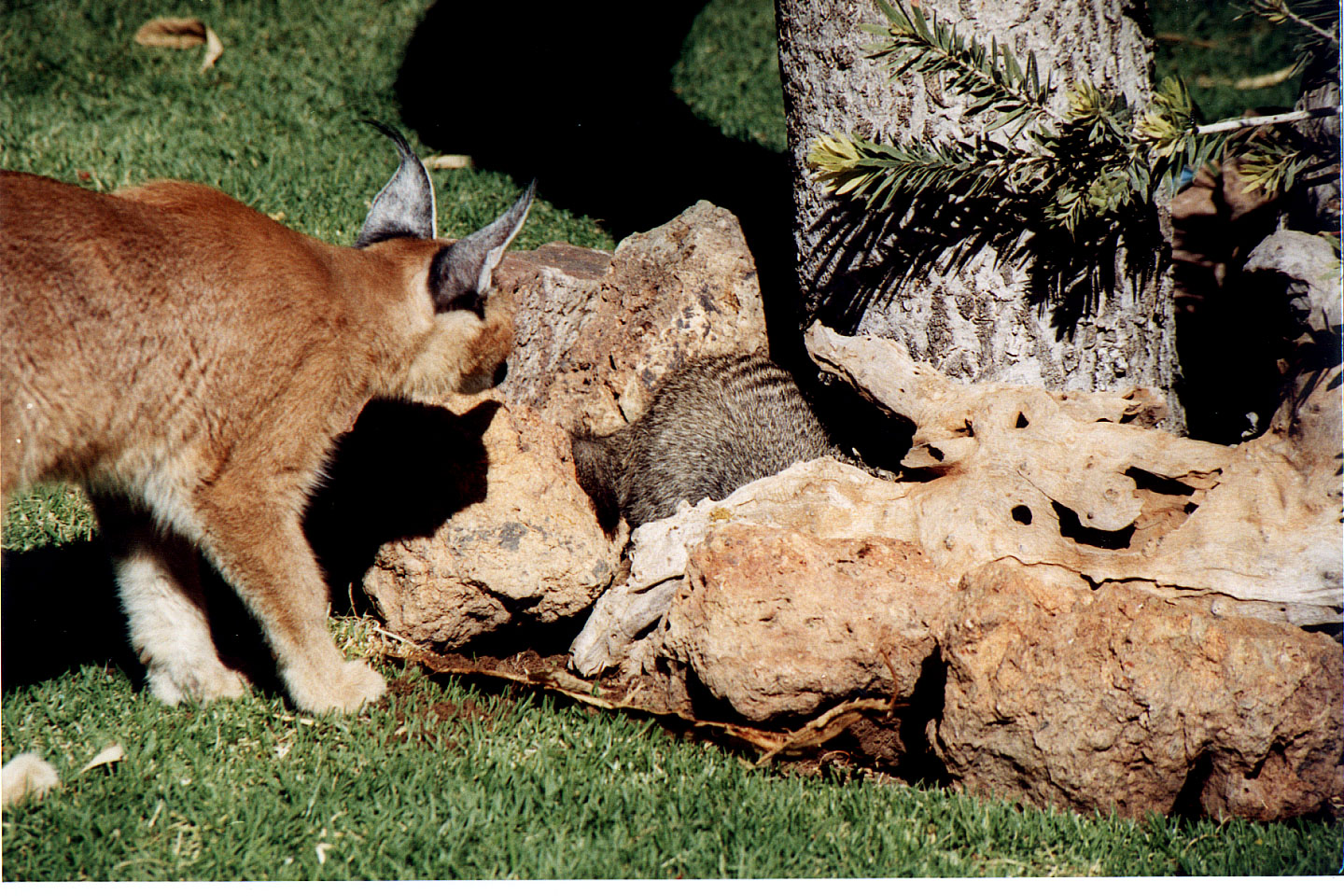 291.jpg, Lynx and mongoose
Okonjima Guest Farm