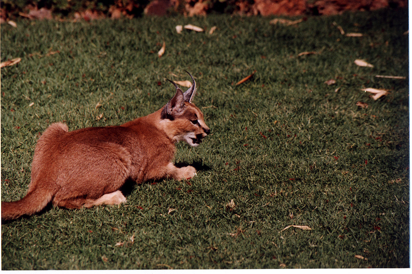 292.jpg, Lynx
Okonjima Guest Farm