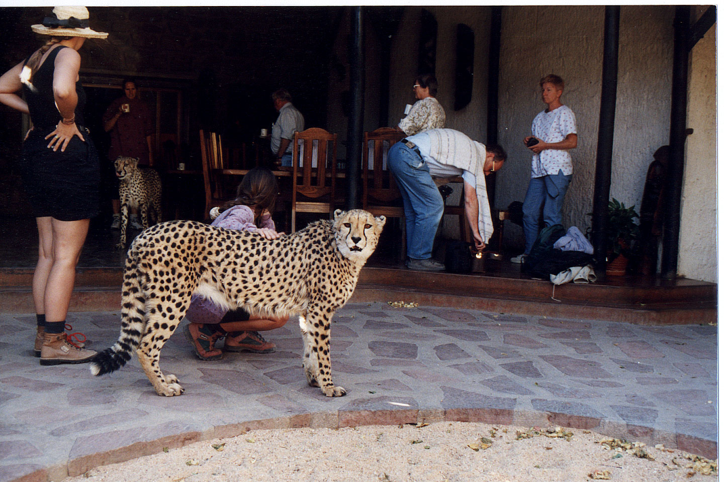 293.jpg, Cheetah
Okonjima Guest Farm