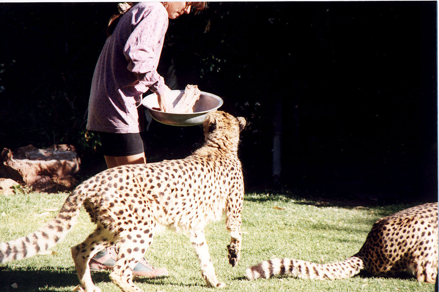 294.jpg, Cheetah
Okonjima Guest Farm