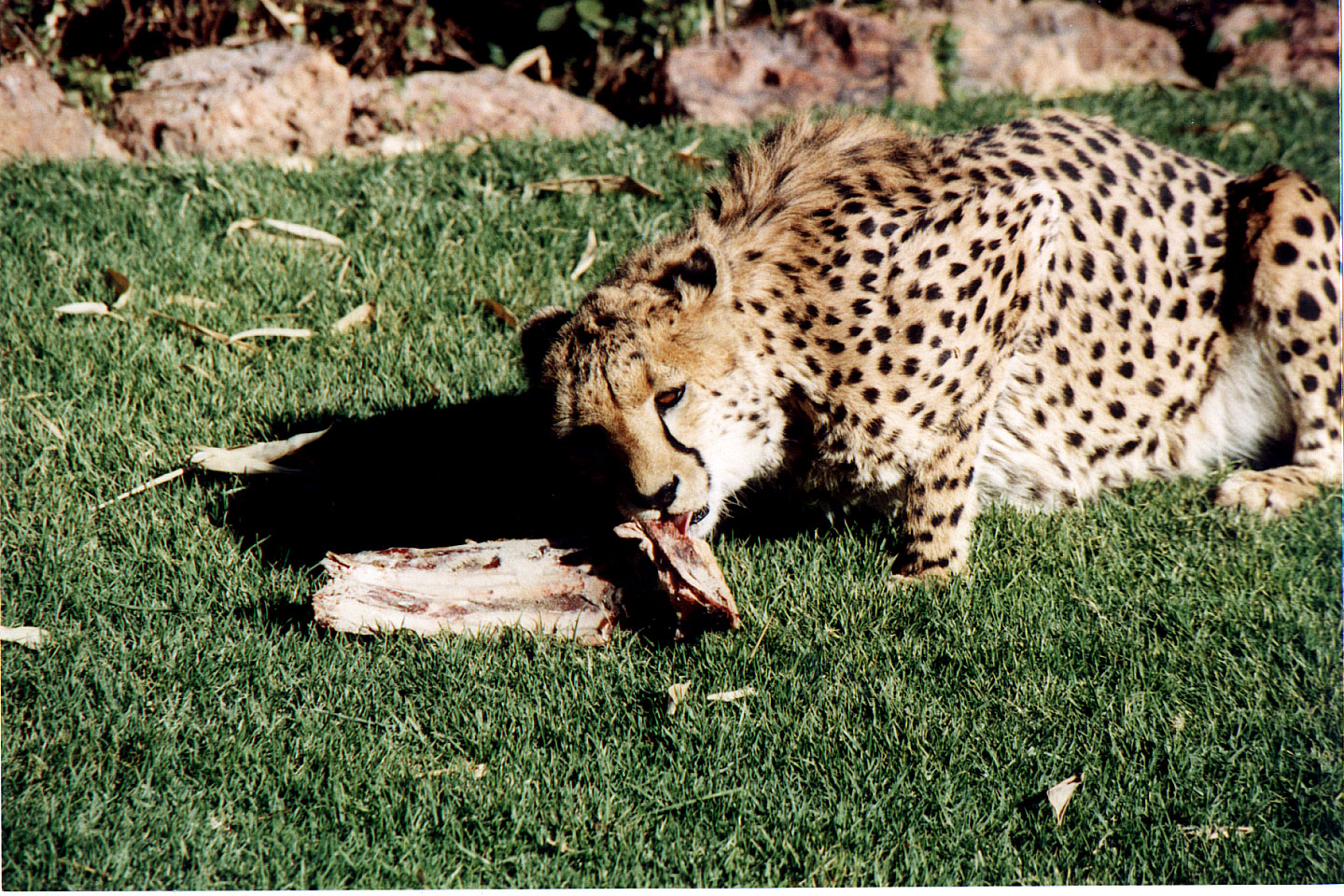 295.jpg, Cheetah
Okonjima Guest Farm