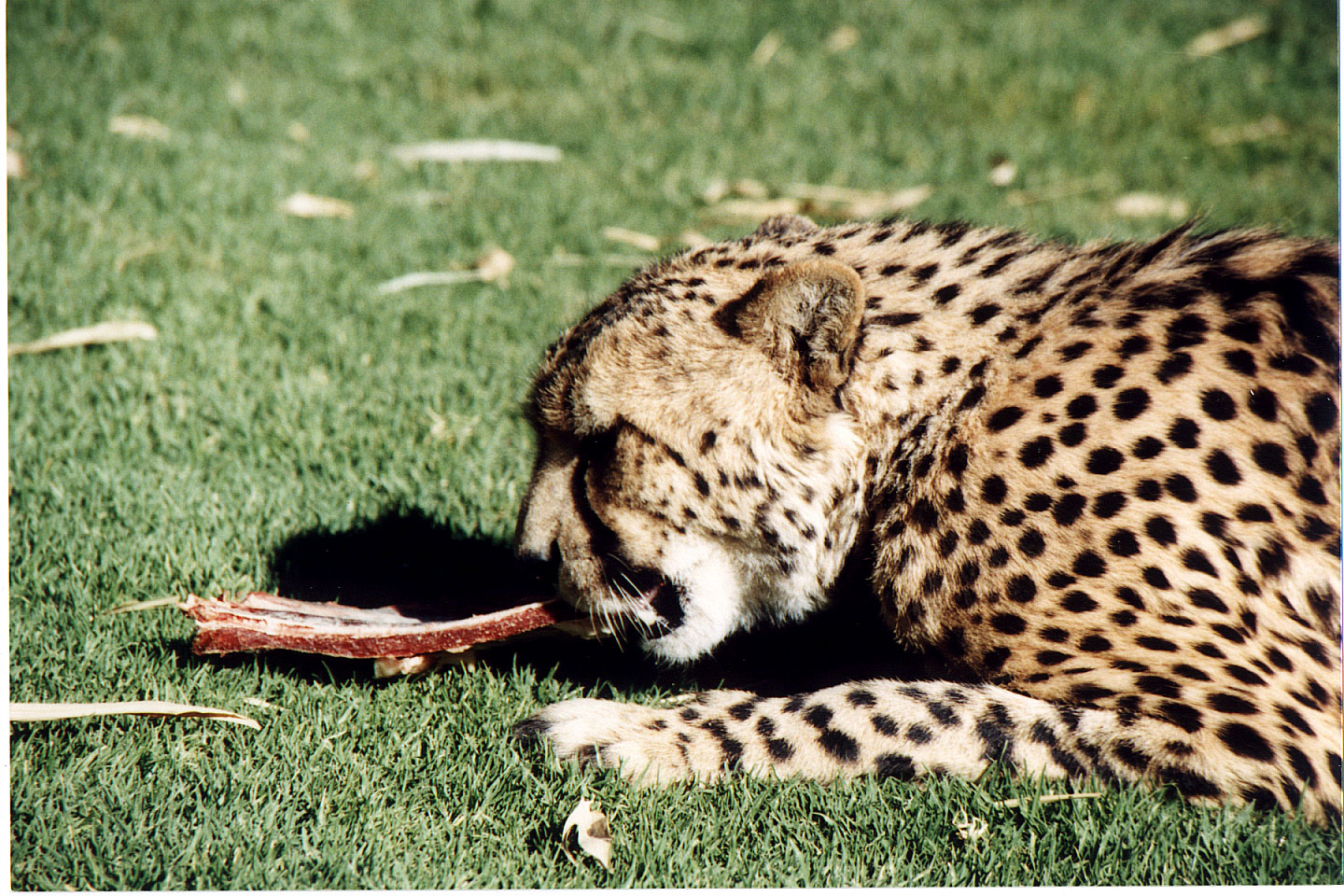 296.jpg, Cheetah
Okonjima Guest Farm