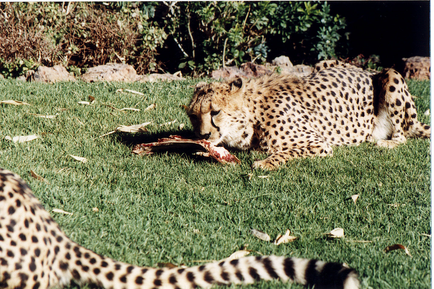 297.jpg, Cheetah
Okonjima Guest Farm