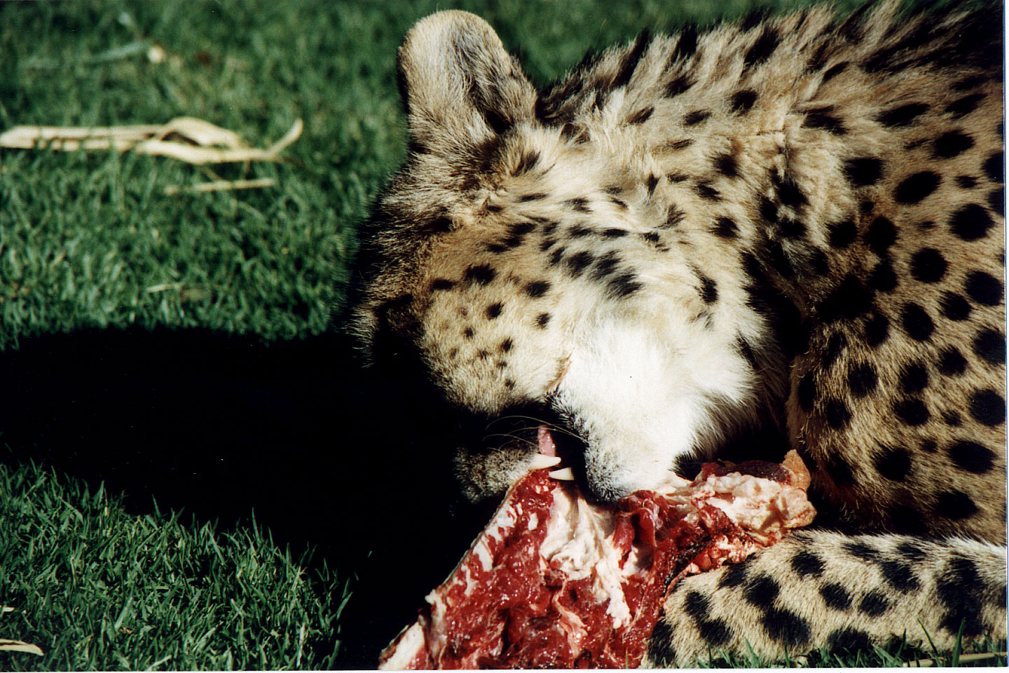 298.jpg, Cheetah
Okonjima Guest Farm