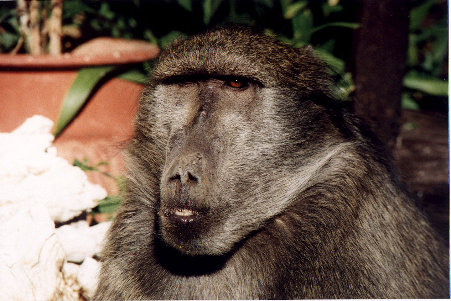 302.jpg, Baboon
Okonjima Guest Farm