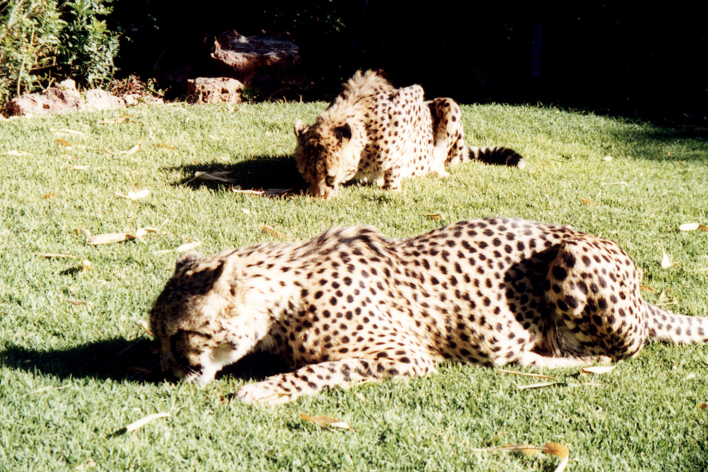 303.jpg, Cheetah
Okonjima Guest Farm