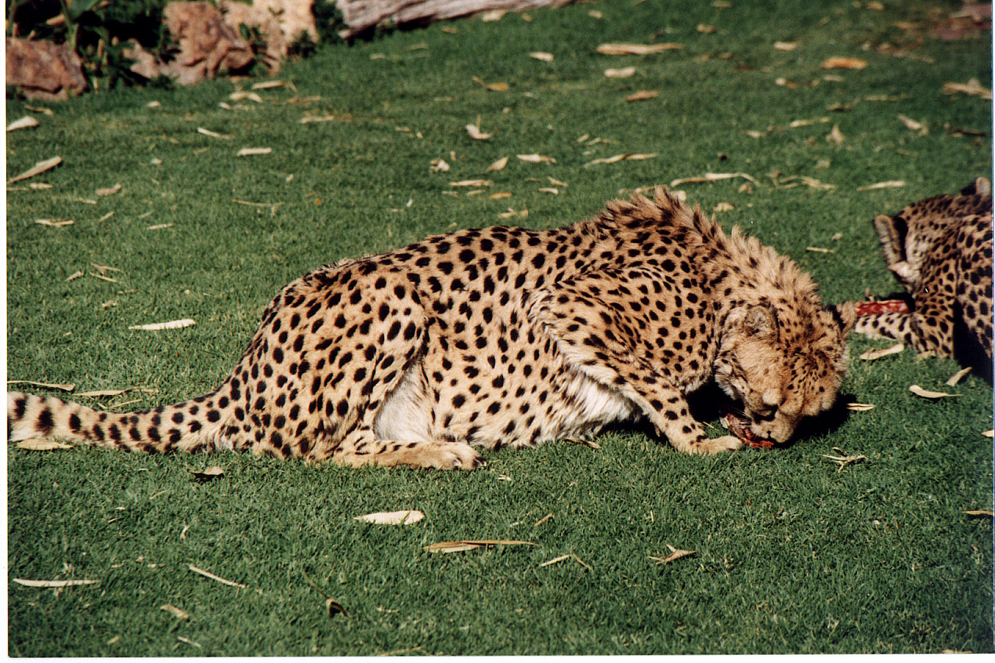 304.jpg, Cheetah
Okonjima Guest Farm