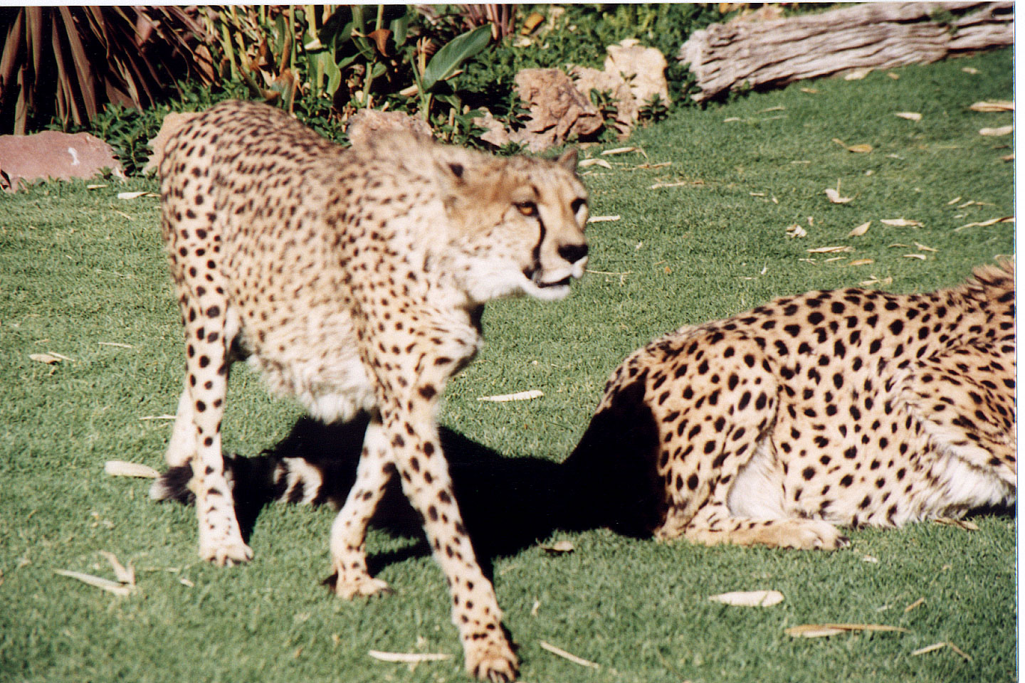 305.jpg, Cheetah
Okonjima Guest Farm