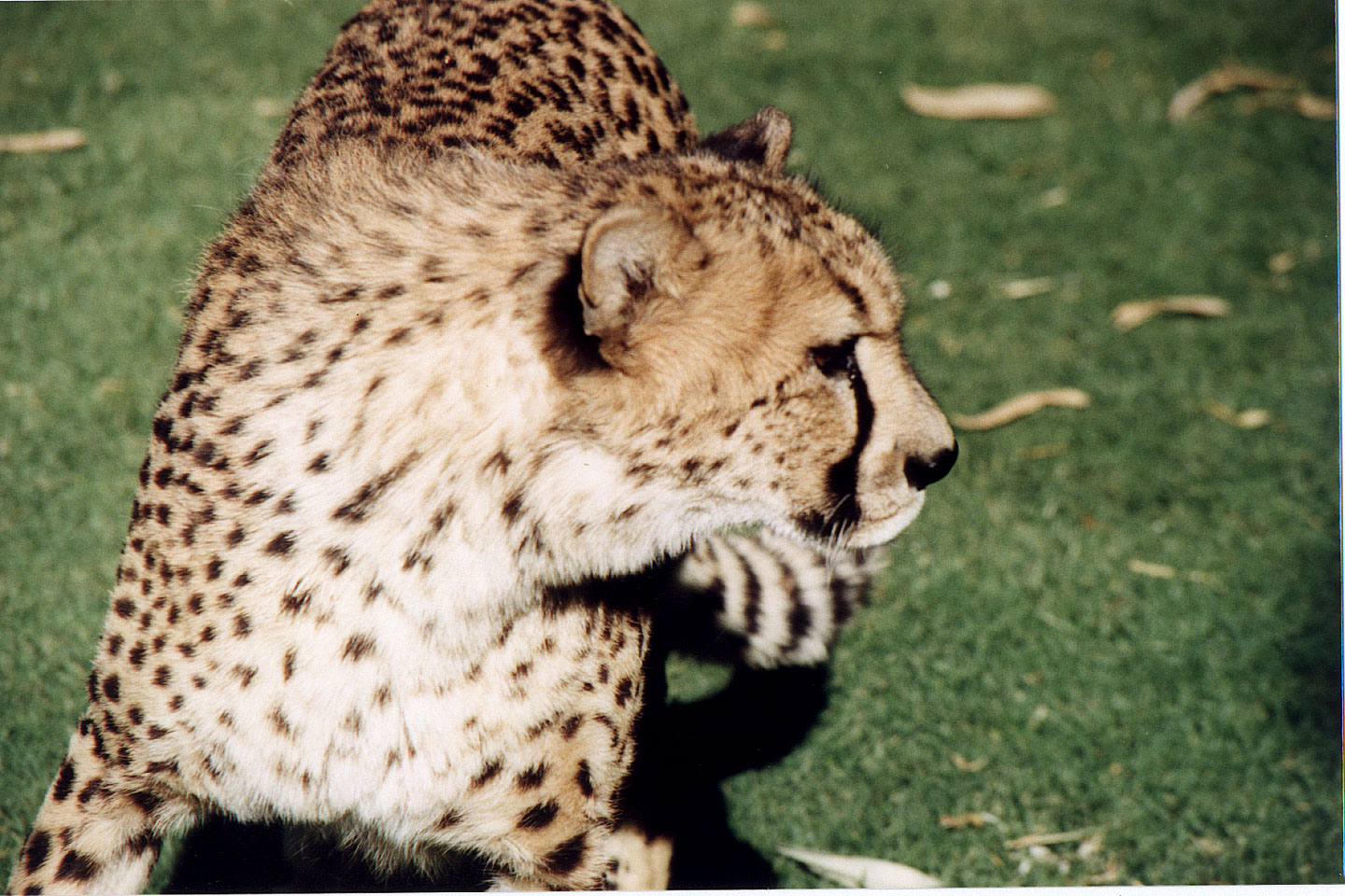 306.jpg, Cheetah
Okonjima Guest Farm