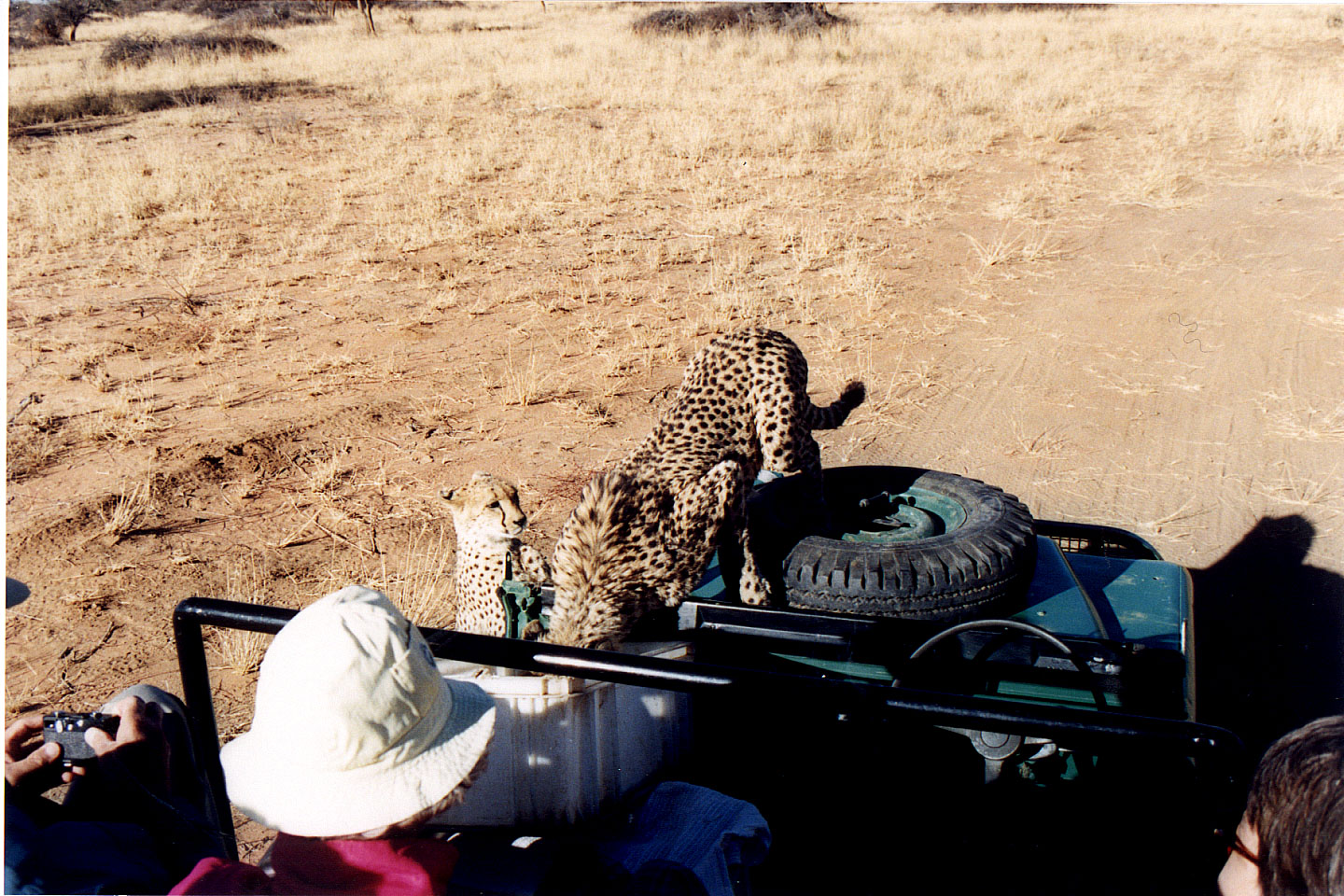 307.jpg, Cheetah
Okonjima Guest Farm