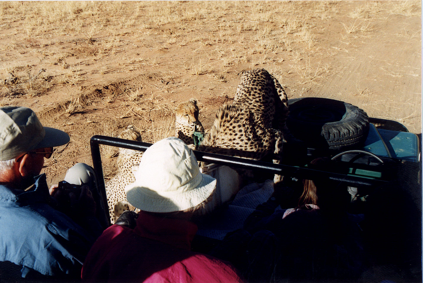 309.jpg, Cheetah
Okonjima Guest Farm