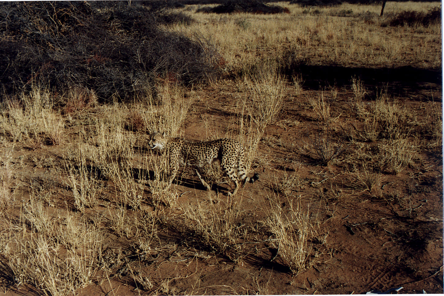 310.jpg, Cheetah
Okonjima Guest Farm