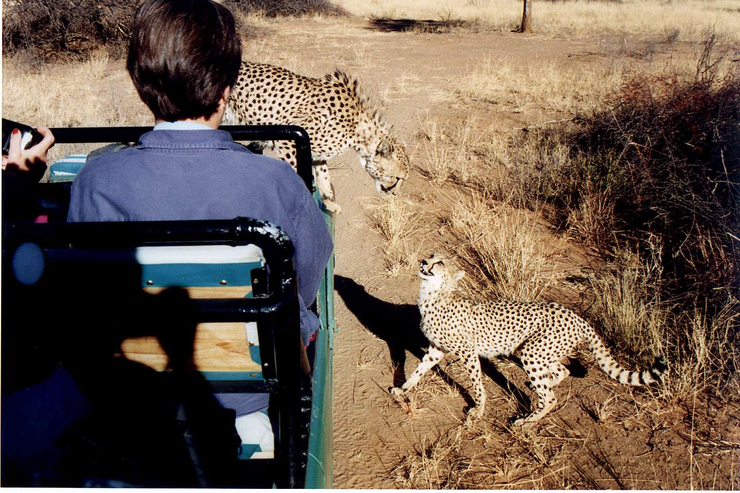 311.jpg, Cheetah
Okonjima Guest Farm