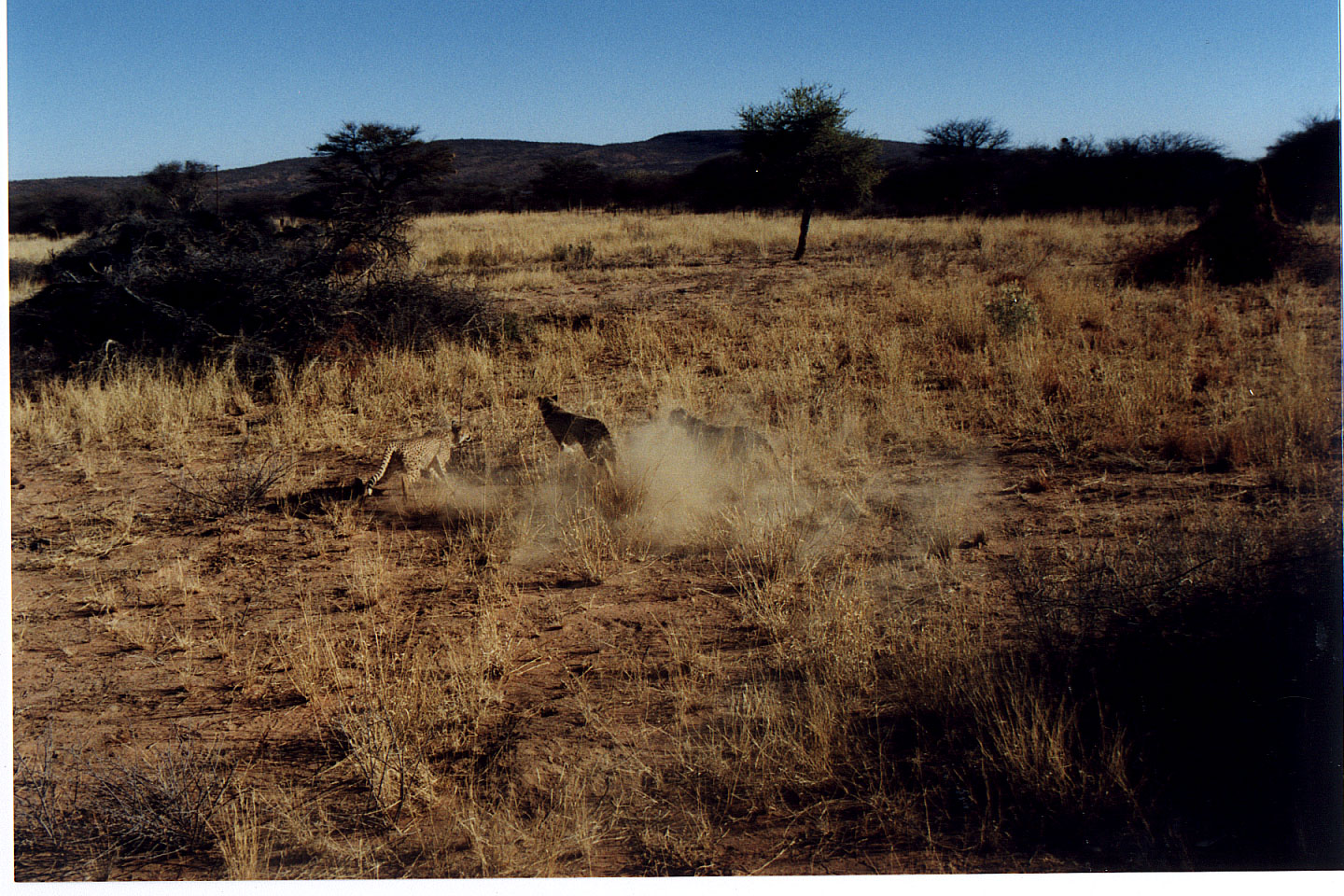 312.jpg, Cheetah
Okonjima Guest Farm