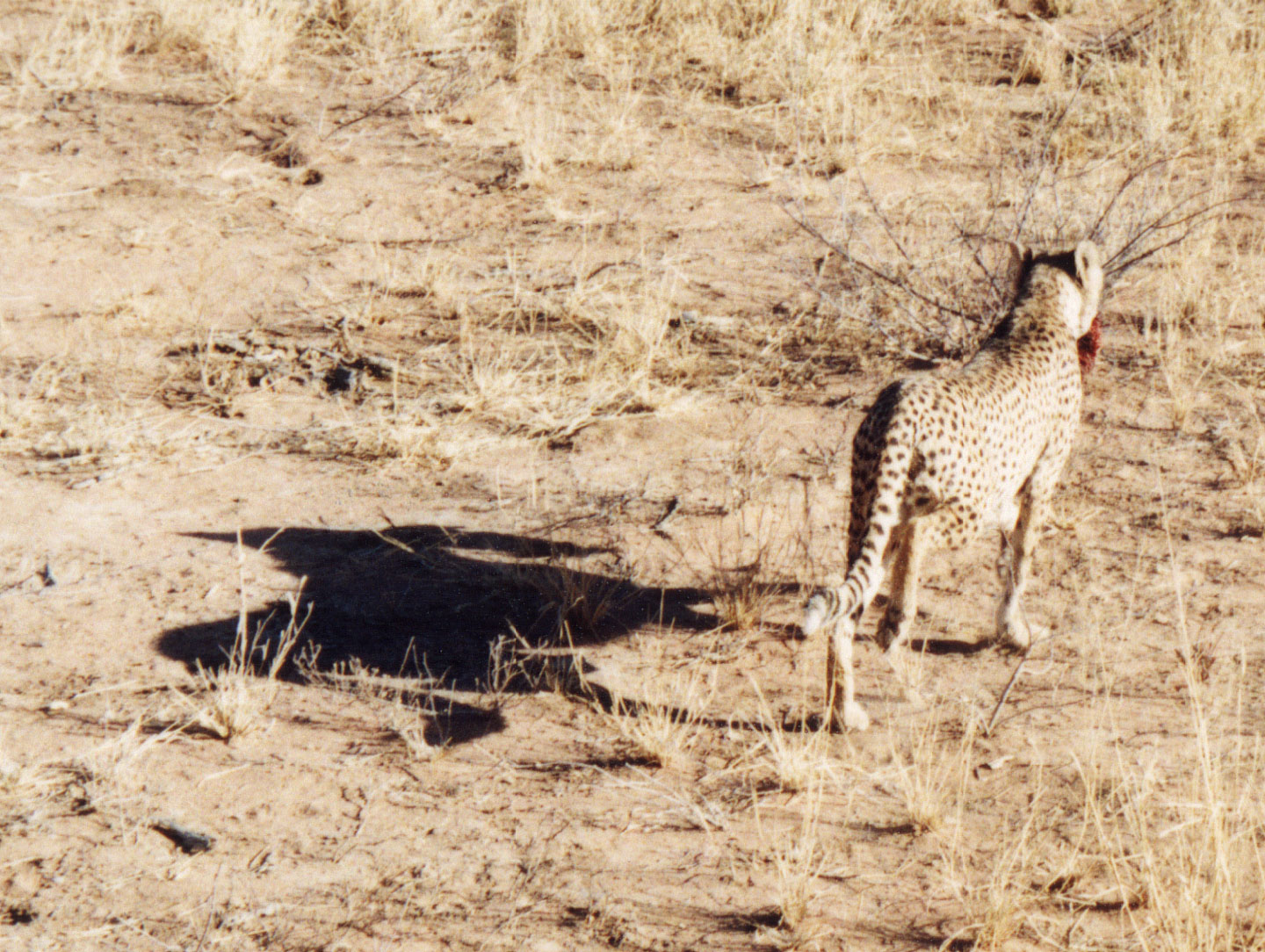 313.jpg, Cheetah
Okonjima Guest Farm