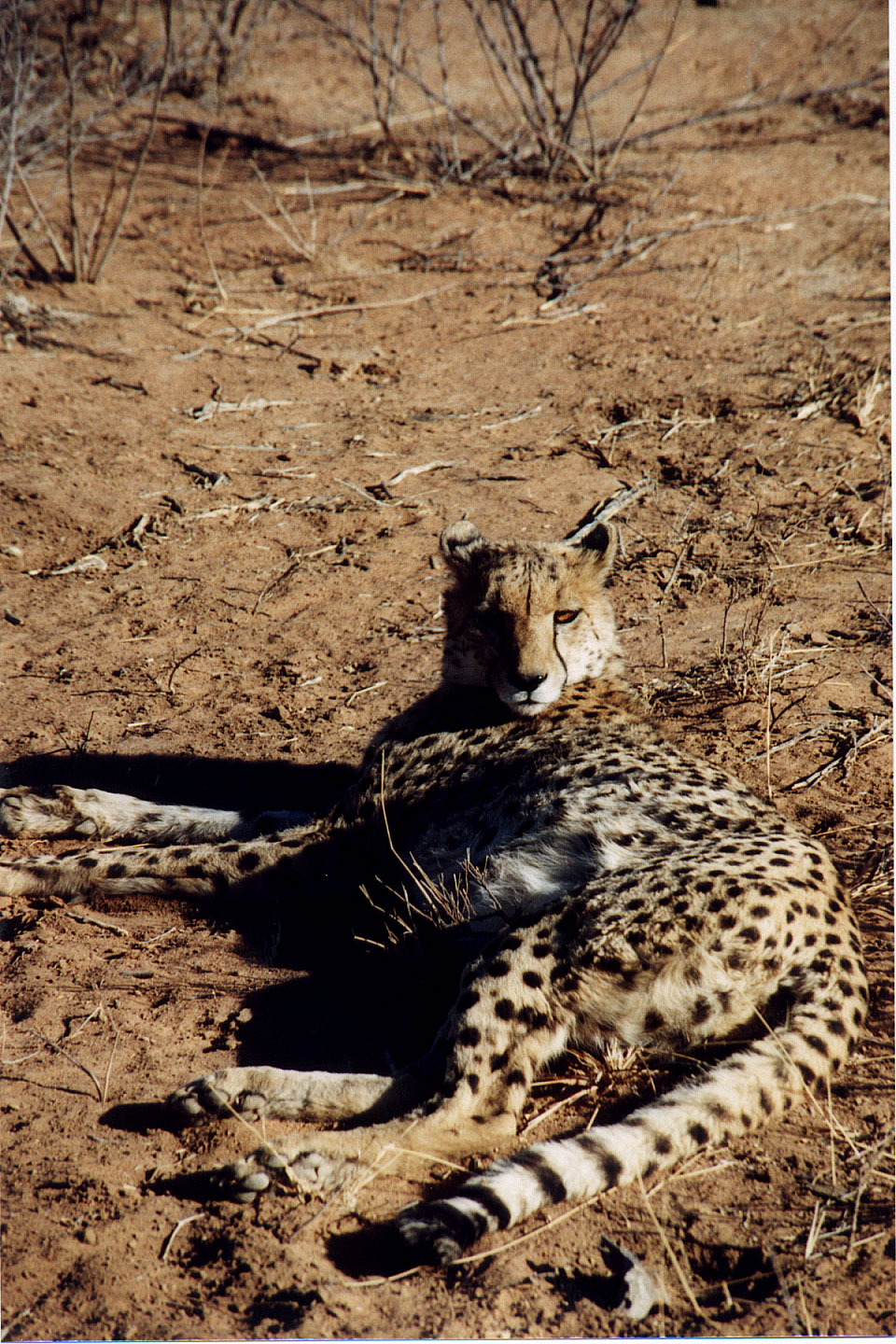 314.jpg, Cheetah
Okonjima Guest Farm