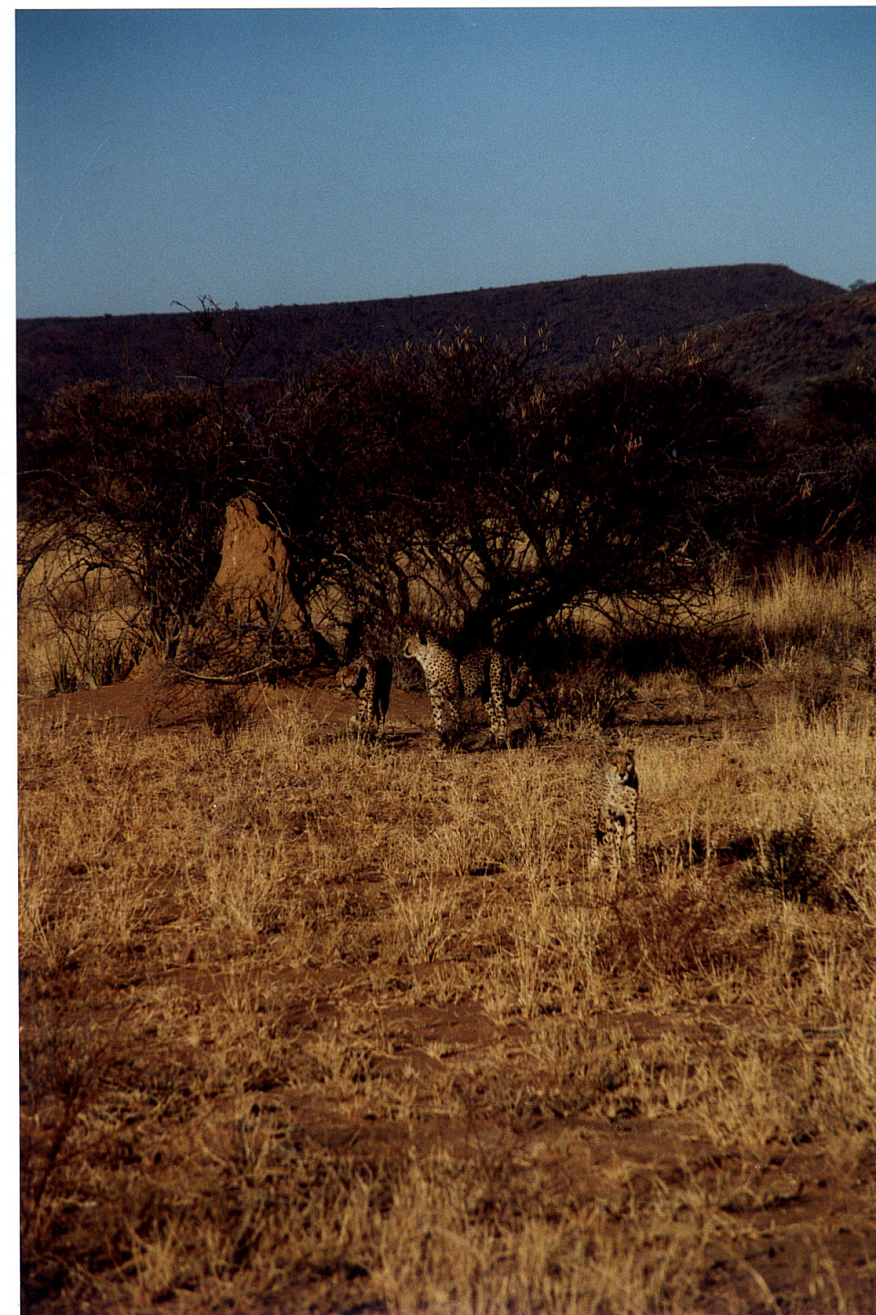 315.jpg, Cheetah
Okonjima Guest Farm