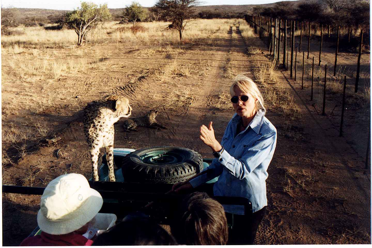 316.jpg, Cheetah
Okonjima Guest Farm