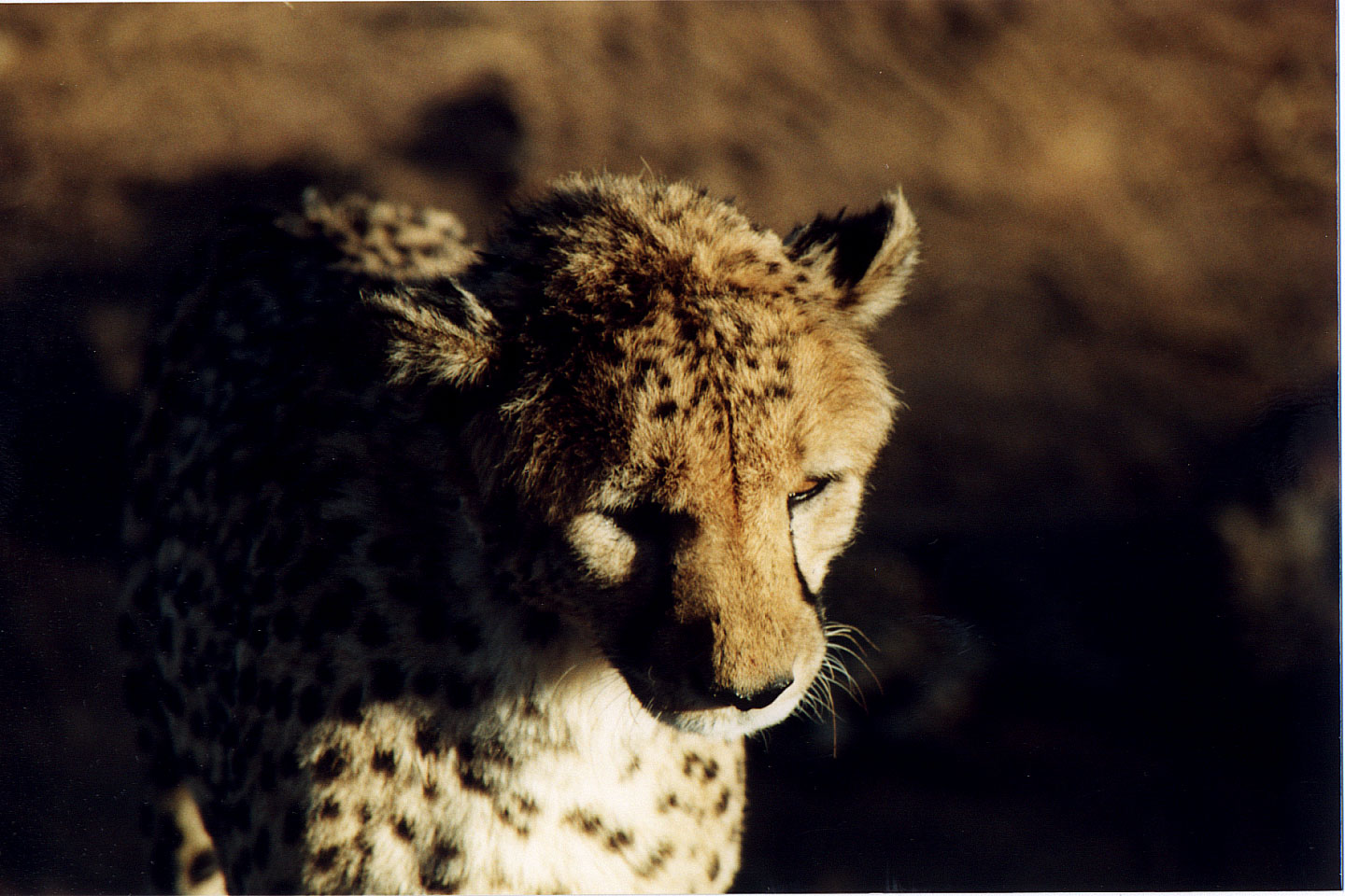 318.jpg, Cheetah
Okonjima Guest Farm