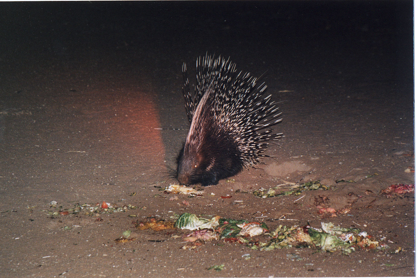 321.jpg, Porcupines
Okonjima Guest Farm