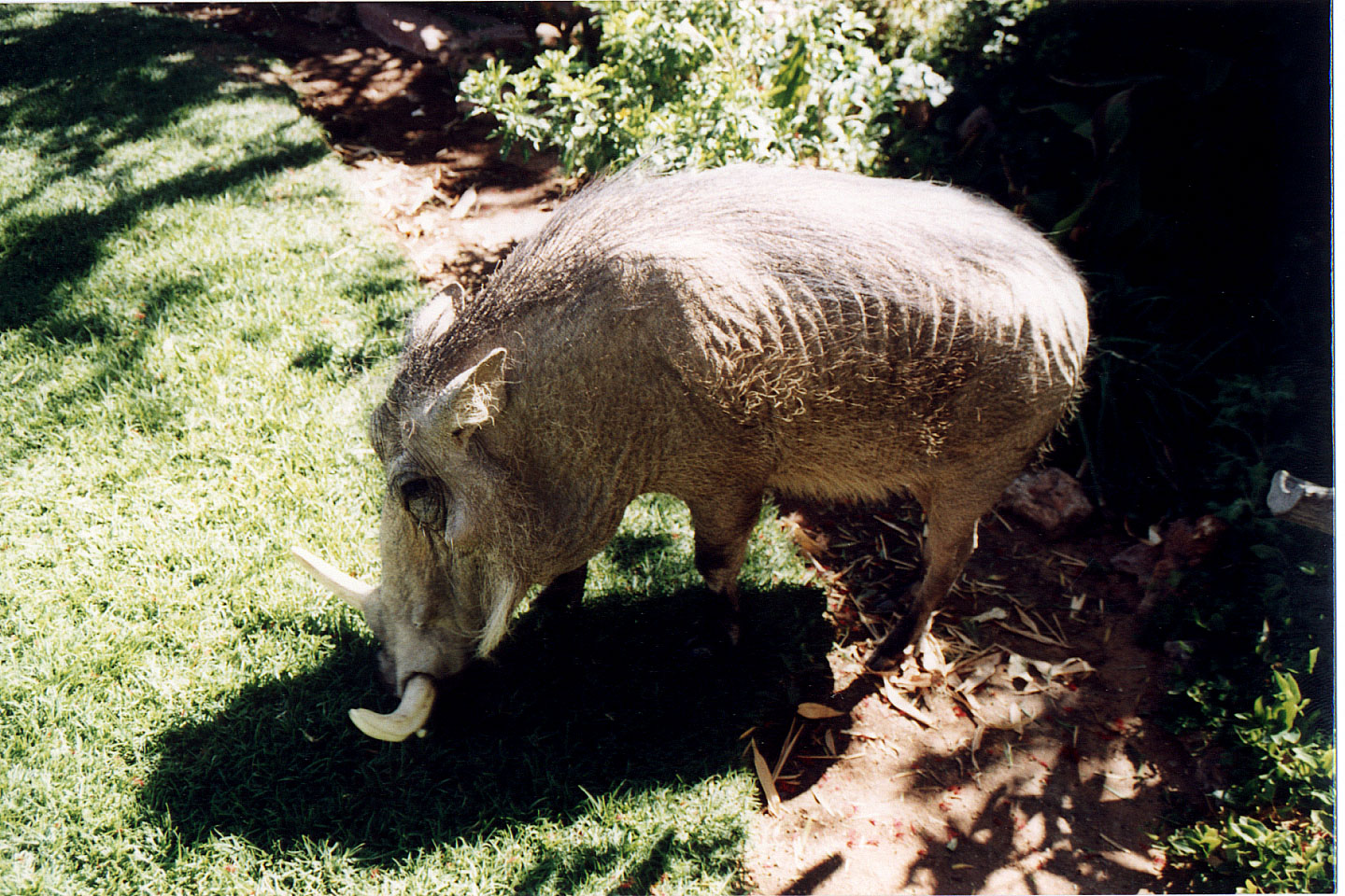 325.jpg, Piggy (wart hog)
Okonjima Guest Farm