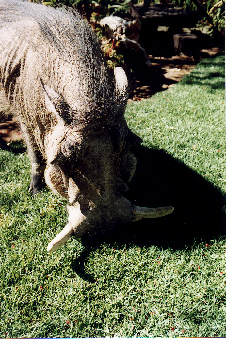 326.jpg, Piggy (wart hog)
Okonjima Guest Farm