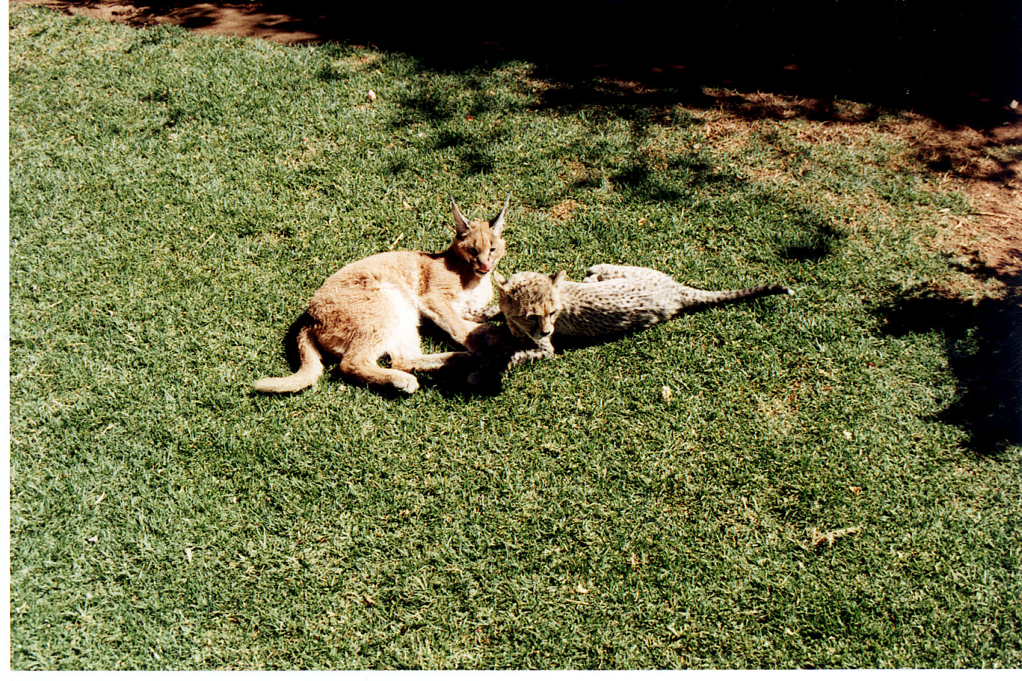 327.jpg, Lynx and baby cheetah
Okonjima Guest Farm