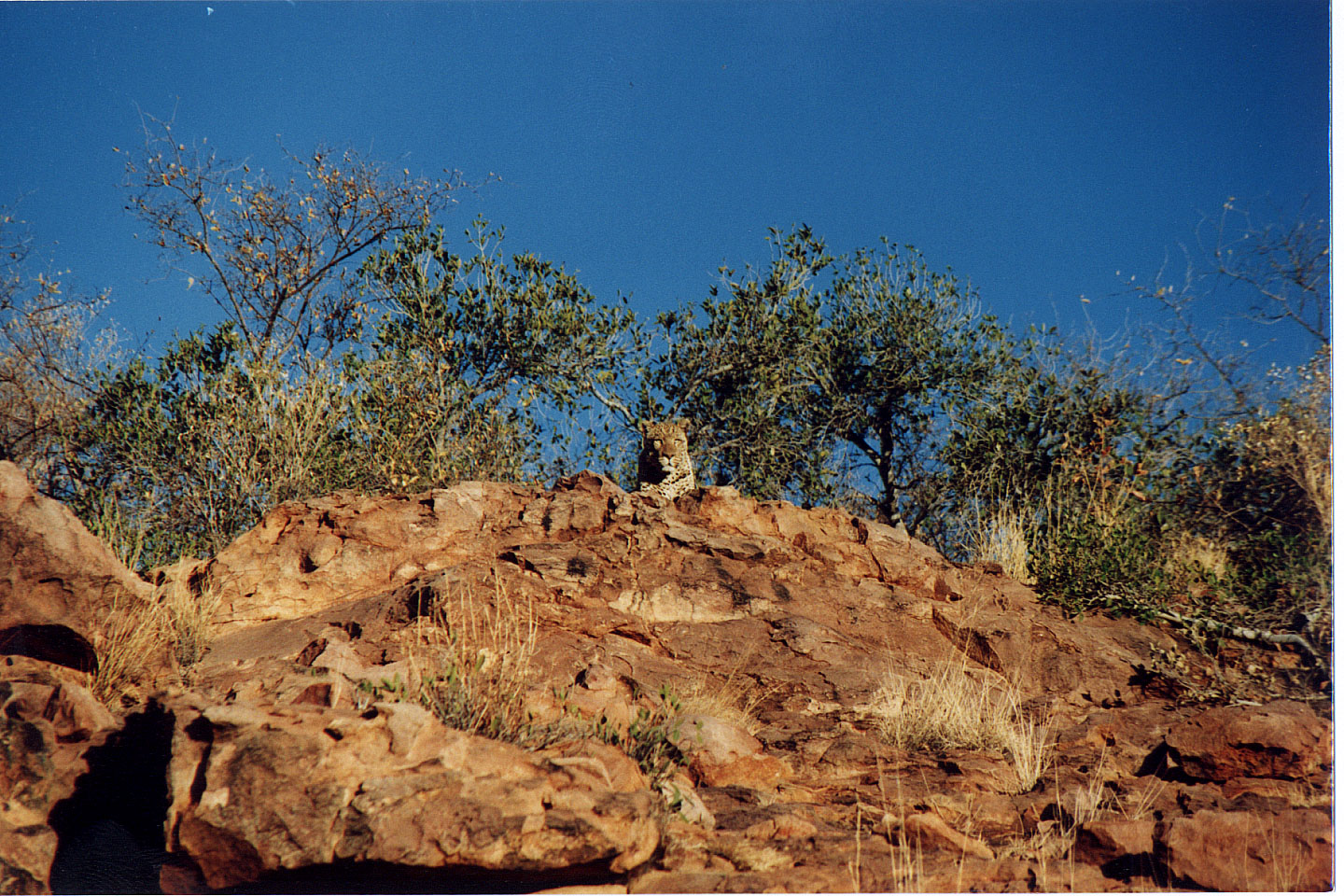 329.jpg, Leopard
Okonjima Guest Farm