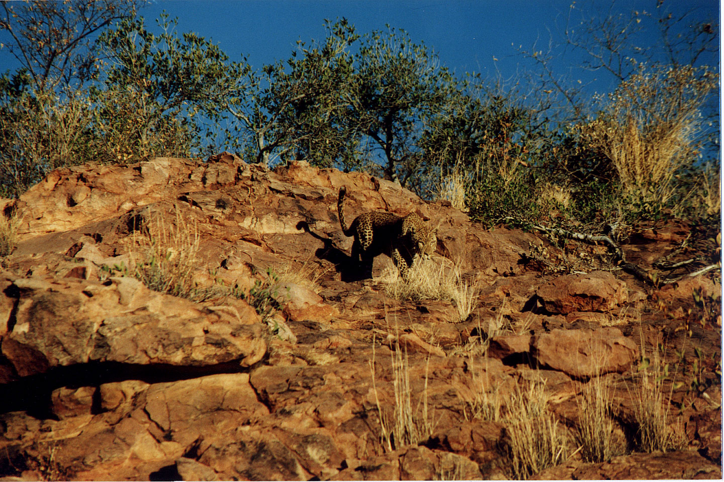 330.jpg, Leopard
Okonjima Guest Farm