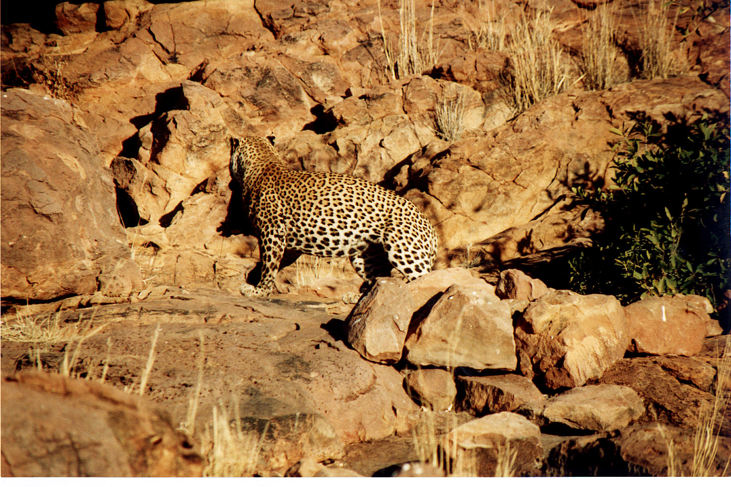 331.jpg, Leopard
Okonjima Guest Farm