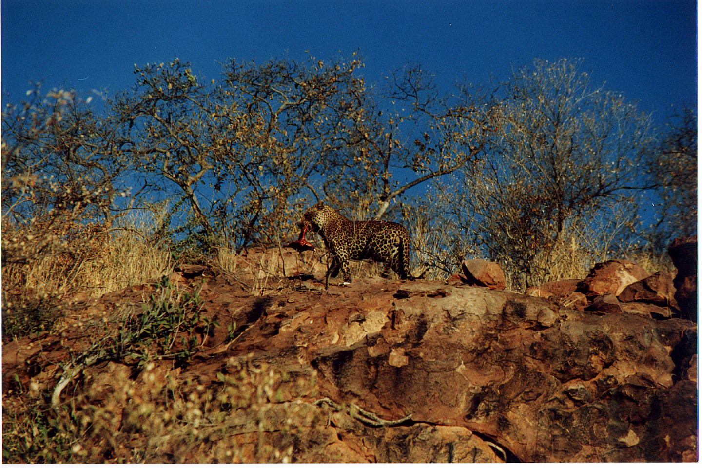 332.jpg, Leopard
Okonjima Guest Farm