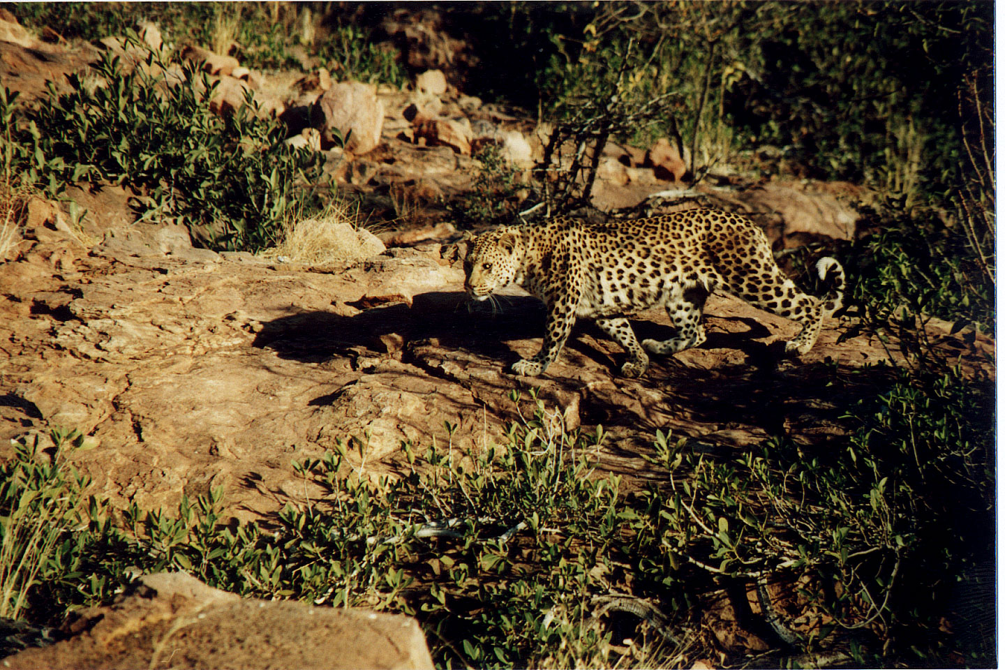 333.jpg, Leopard
Okonjima Guest Farm