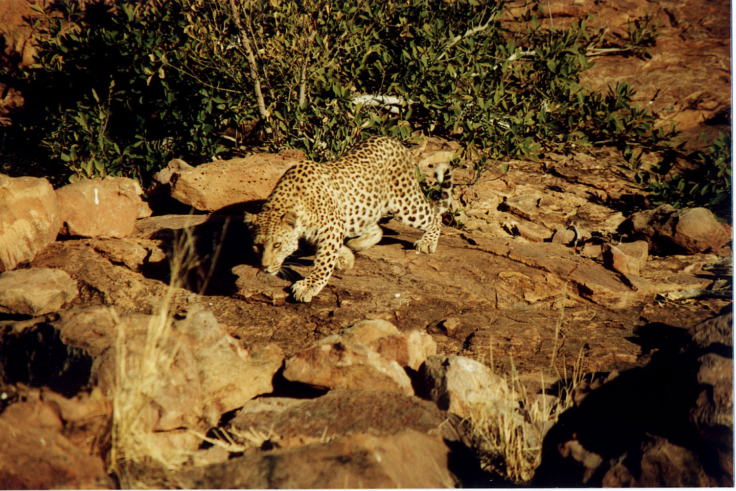 334.jpg, Leopard
Okonjima Guest Farm