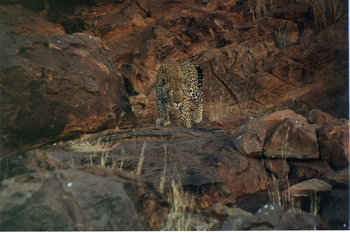 335.jpg, Leopard
Okonjima Guest Farm