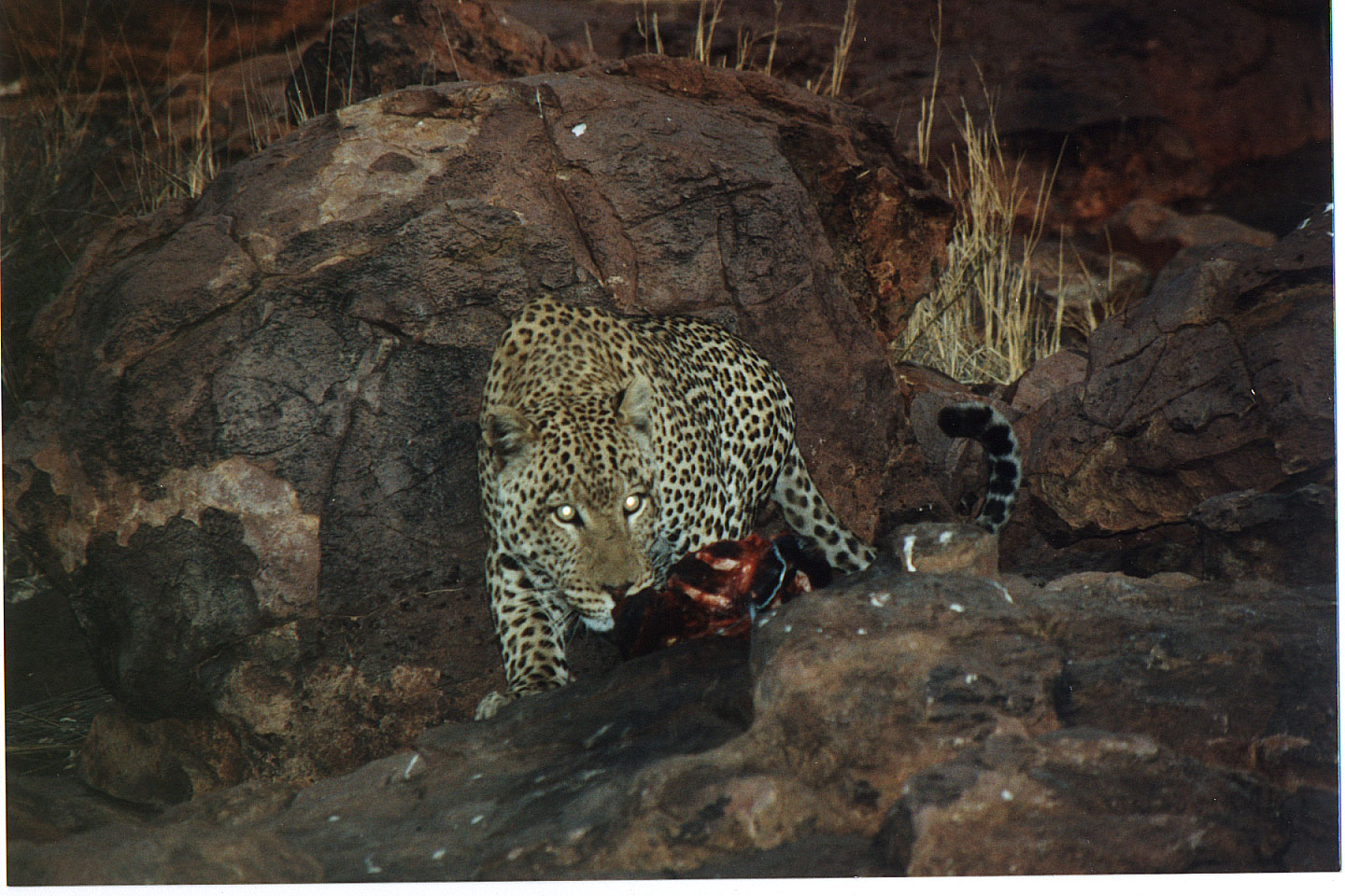 336.jpg, Leopard
Okonjima Guest Farm