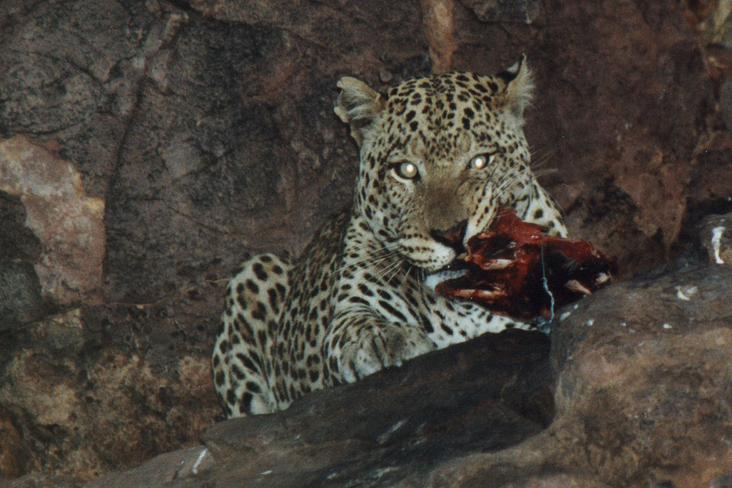 337.jpg, Leopard
Okonjima Guest Farm