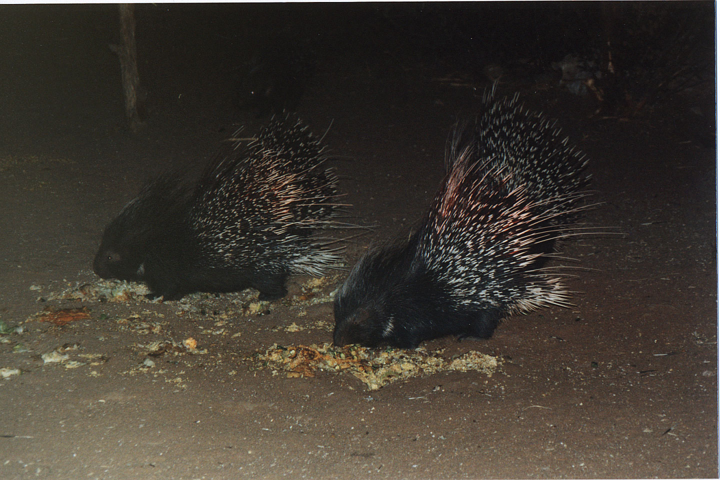 338.jpg, Porcupines