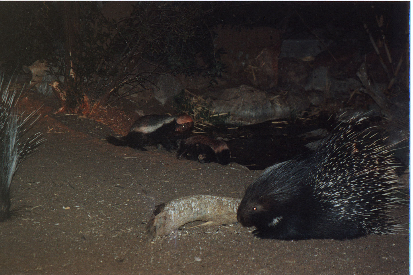 341.jpg, Honey badger
and porcupines