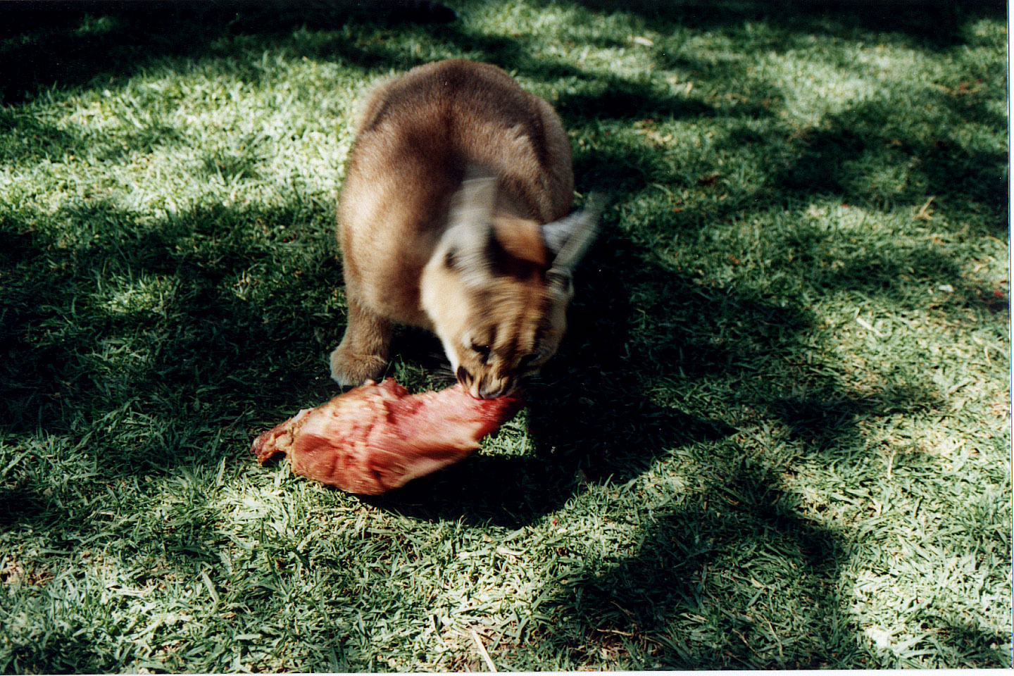 346.jpg, Okonjima Guest Farm