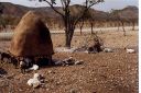 _069.jpg, Himba village
Kaokoland