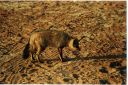 _135.jpg, "Batman" bat-eared fox
Kaross Guest Farm