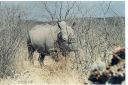 _142.jpg, Rhino at entrance
to Ongava Lodge