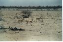 _143.jpg, Etosha National Park