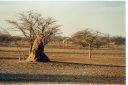 _145.jpg, Etosha National Park