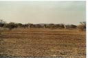 _146.jpg, Etosha National Park