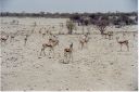 _147.jpg, Etosha National Park