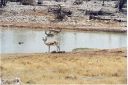 _148.jpg, Etosha National Park