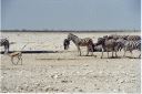 _151.jpg, Etosha National Park