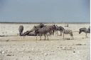 _152.jpg, Etosha National Park