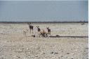 _153.jpg, Etosha National Park